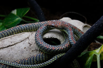reptile