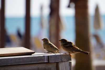 Close-up of bird perching on wooden post