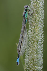 Close-up of dragonfly on plant