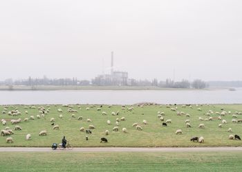 Flock of sheep grazing on field by river against sky