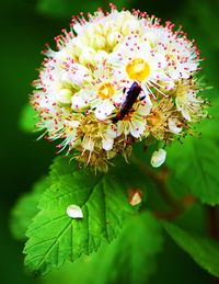 Close-up of pink flower blooming in garden