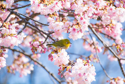 Bird perching on cherry blossoms tree