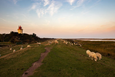 View of sheep on grassy field against sky