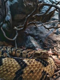 Close-up of lizard on land