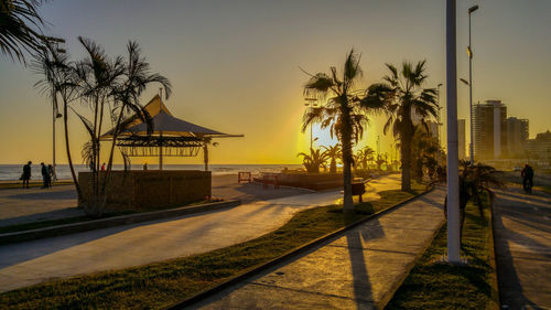 Palm trees at beach during sunset