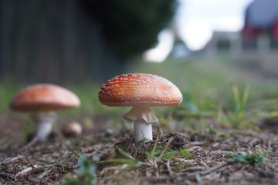 Close-up of fly agaric mushroom on field