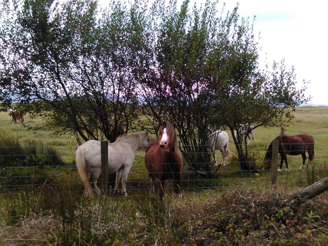 animal themes, tree, nature, domestic animals, grass, standing, mammal, no people, growth, young animal, field, livestock, outdoors, animals in the wild, beauty in nature, day, sky