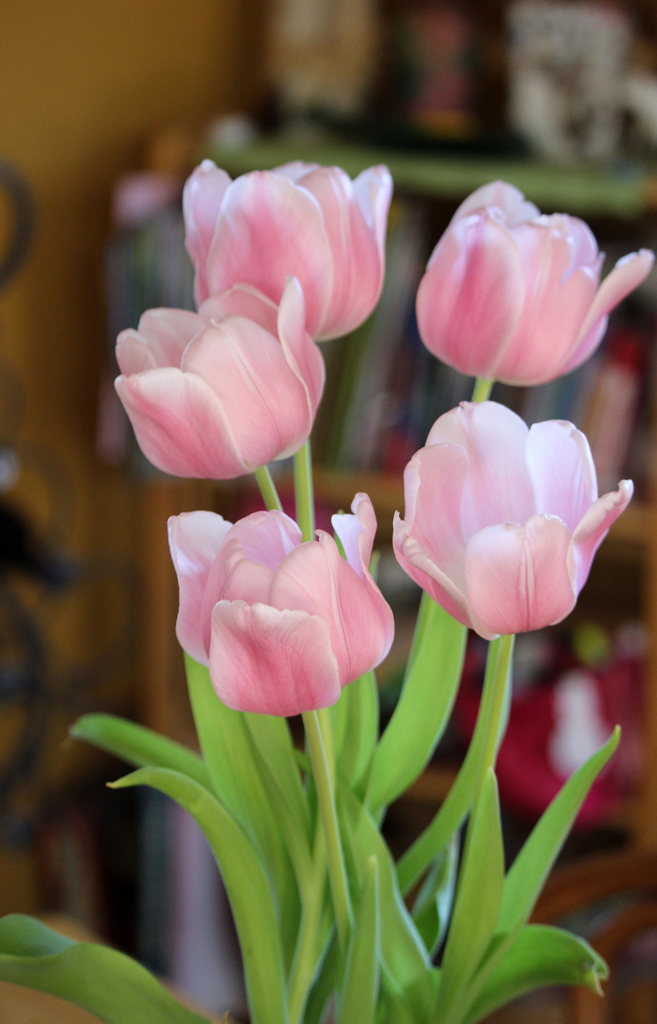 Indoor tulips