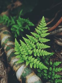 High angle view of succulent plant