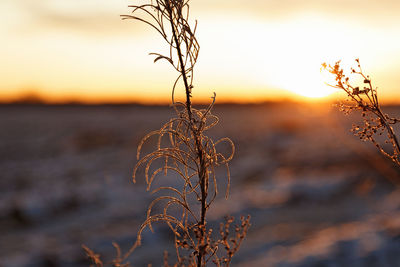 Close-up of wilted plant during sunset