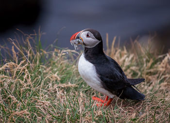 Puffin perching on field