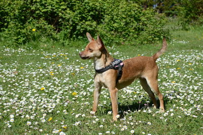 Dog standing on grassy field