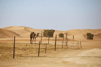 View of a horse on desert