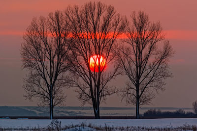 Bare tree against sky during sunset