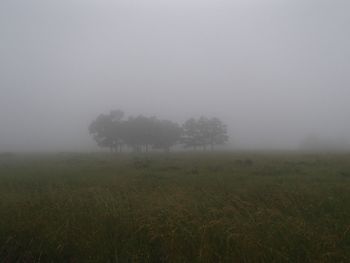 Trees on field against sky during foggy weather