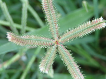 Close-up of fresh green leaves