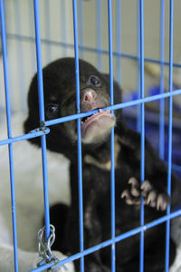 Close-up of sun bear in cage