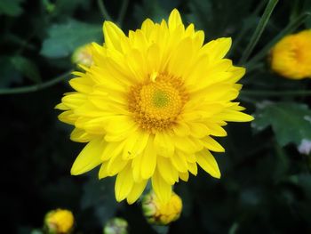 Close-up of yellow flowering plant