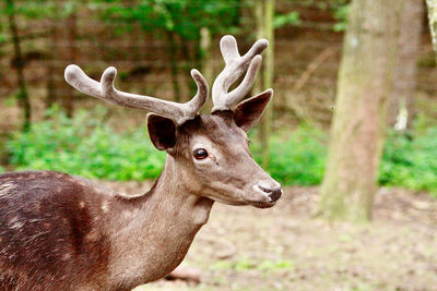 Deer in a forest