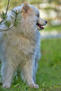 View of a dog looking away