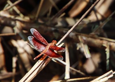 Close-up of insect on plant