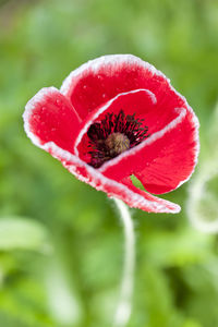 Close-up of red poppy flower