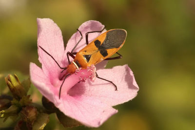 Close-up of insect on pink flower