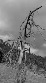 Bare tree against sky