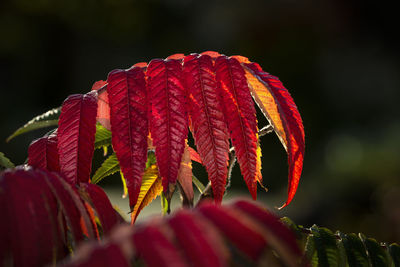 Close-up of red flowering plant