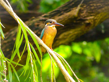 Close-up of bird perching on branch