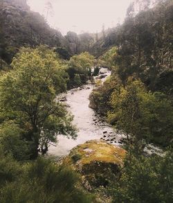 Scenic view of river with trees in background