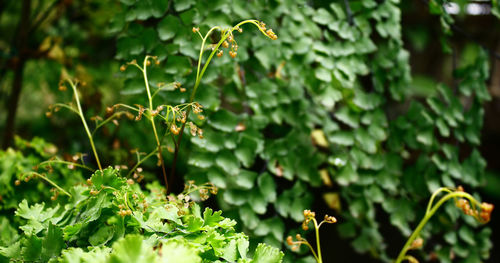 Close-up of plant