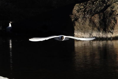 Bird flying over lake