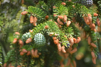 Close-up of pine tree