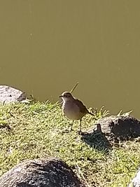 High angle view of bird perching on a lake