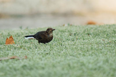 Bird perching on grass