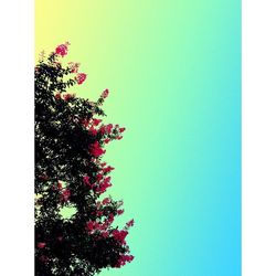 Low angle view of pink flowers against clear sky