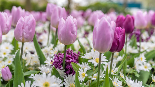 Close-up of pink flowering plants on field
