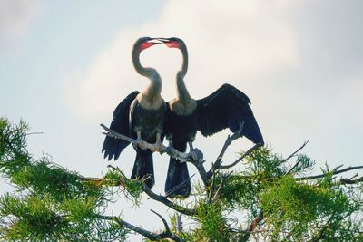 Low angle view of birds perching on branch against sky