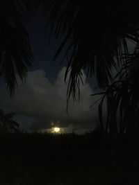 Silhouette palm trees against sky at night