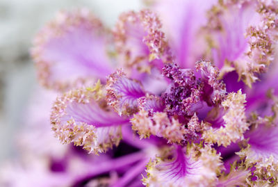 Close-up of pink flowers