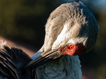 Close-up of bird