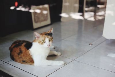 Cat sitting on tiled floor