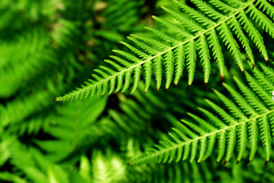 Close-up of fern leaves