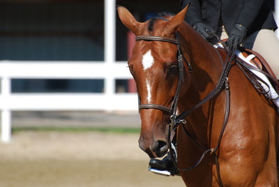 Beautiful chestnut horse under saddle at a horse show in the ring.