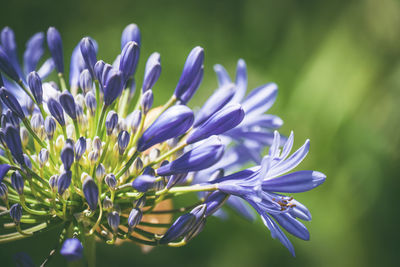 Close-up of purple flowering plant