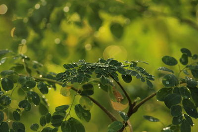 Close up shot of rain water drops on the single or lot of green leafs on the tree in morning