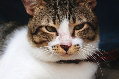 Close-up portrait of cat