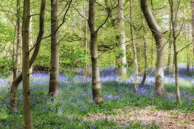 Trees in forest