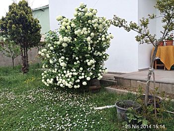 Potted plants in backyard